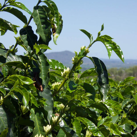 Specialty coffee plant flowering in Mareeba with mountain in the background.